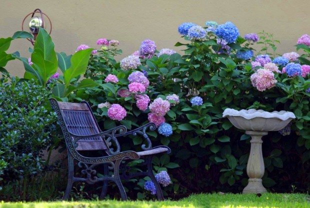 Hortensior blå rosa färg mysigt sittbord