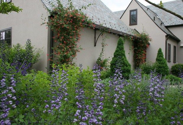röda blommor hus yttervägg växt utan spaljé