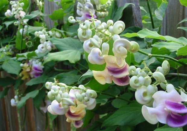 vigna caracalla klätterväxter attraktiva vackra blommedesignidéer
