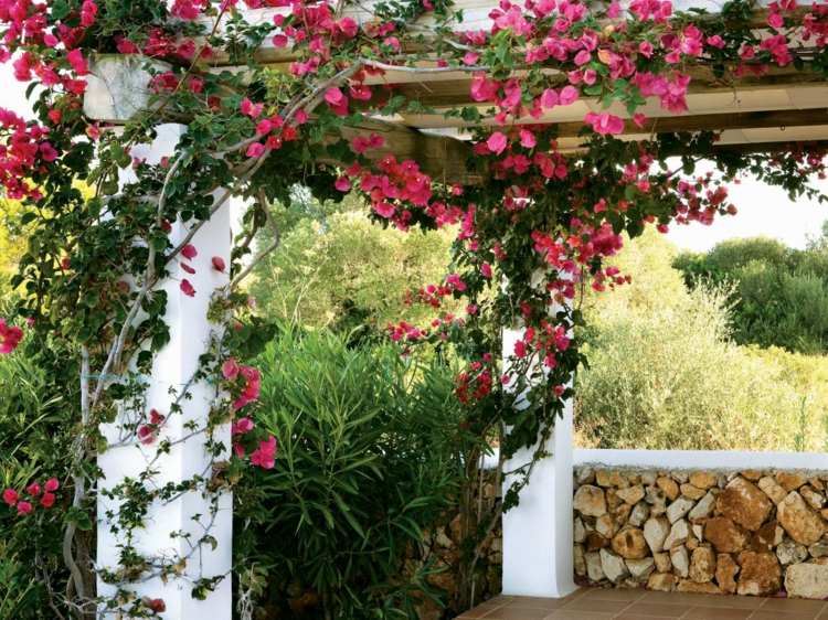 klätterväxter för trädgård pergola dekoration röda blommor terrass
