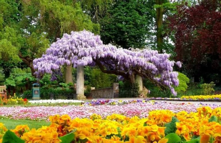 klätterväxter för trädgård blåregn romantiska gula blommor