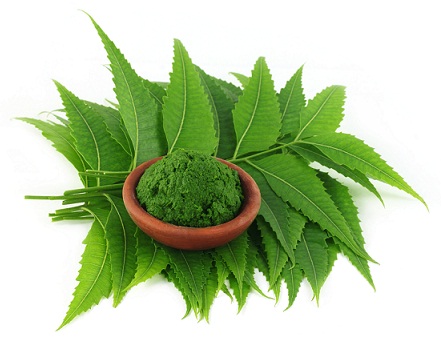 Neem Leaves Home Remedy for Flawless Skin