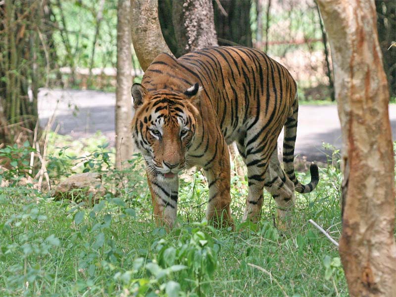 Αποθεματικά τίγρης στην Ινδία