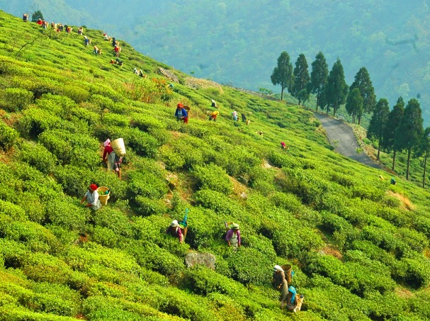 happy-valley-tea-garden_darjeeling-τουριστικά μέρη