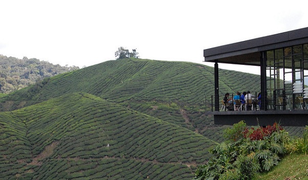 honeymoon-places-in-malaysia_cameron-highlands
