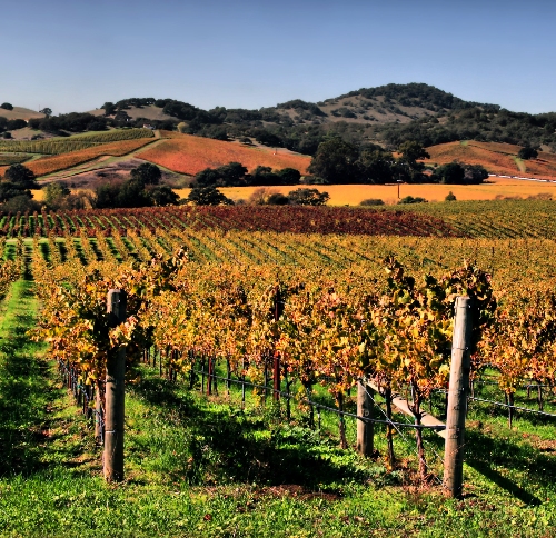 Kalifornian viini Sonomassa tai Napa Valleyn häämatkapaikoissa Kaliforniassa