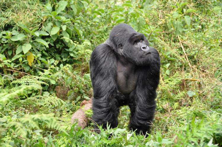 Populära resmål 2019 Mountain Gorilla Volcanoes National Park Rwanda