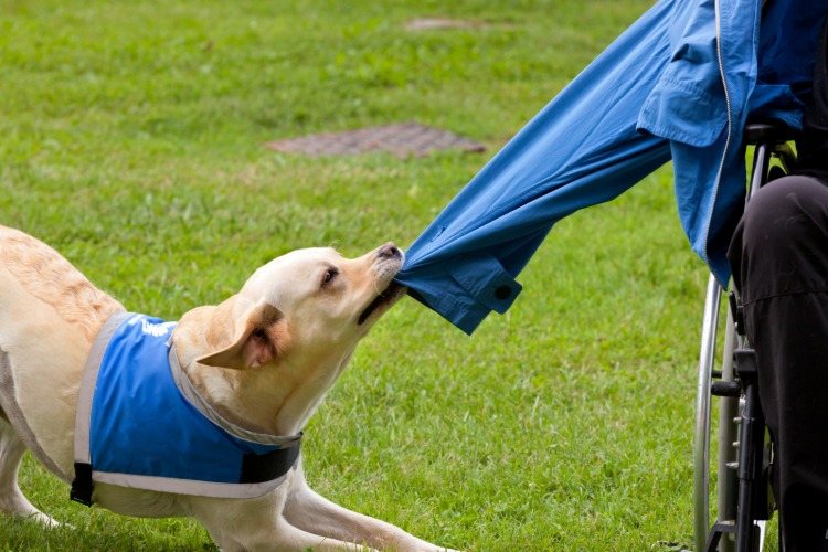 studier av lojala hundar och människor testar lojalitet