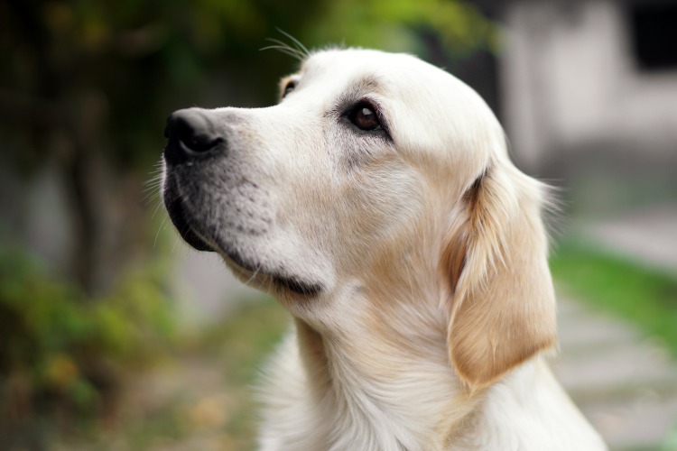 Forskning om lojala hundar med golden retrievers och hundägare