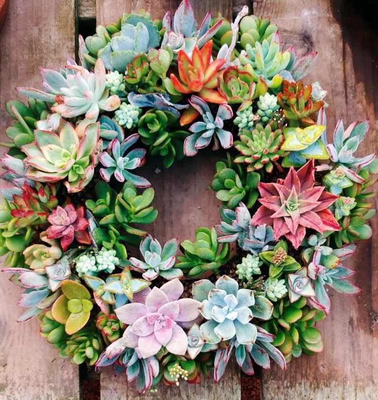 Dekorera hela kransen med färgglada succulenter