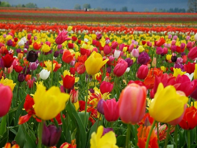 vackra foton blommor våren holland