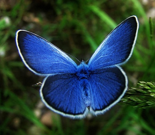 Μπλε πεταλούδα Karner
