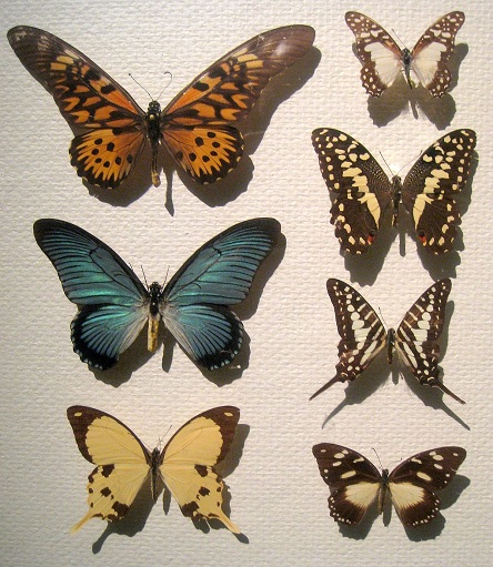 Swallowtails