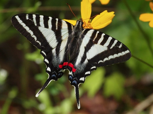 Seepra Swallowtail