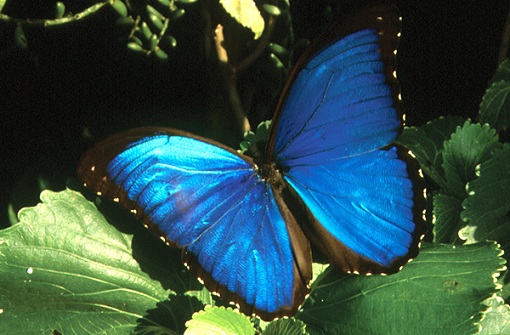 Μπλε πεταλούδα Morpho