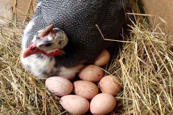 Αυγά φραγκόκοτας