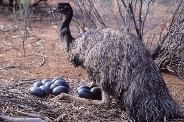 Αυγά Emu