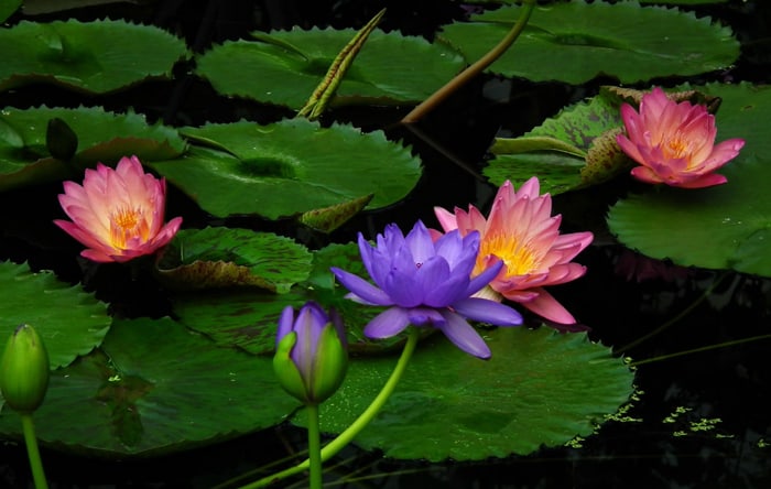 Lotus eri värejä