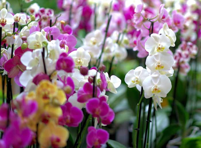 Orkideat eri väreissä