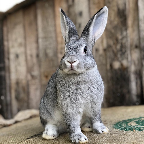 Tavallinen Chinchilla