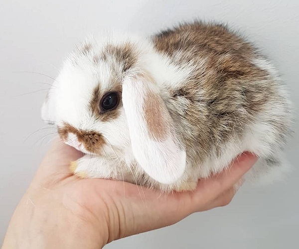 Mini Lop