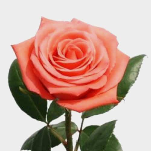 πιο δημοφιλείς τύποι τριαντάφυλλων