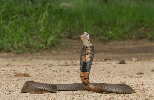 Mosambikin sylkeminen Cobra