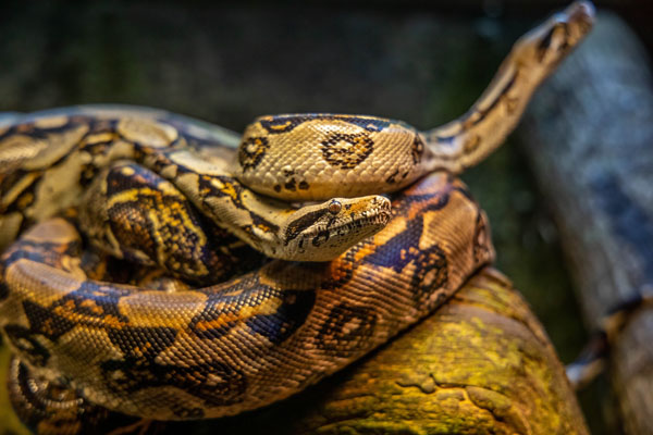 Verkkomainen Python