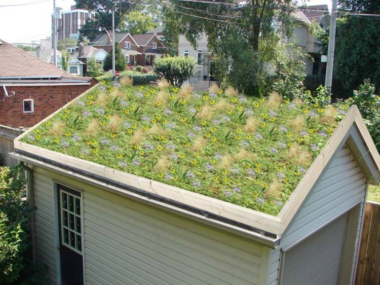 Starta små gröna tak Plantera taket på trädgårdsboden