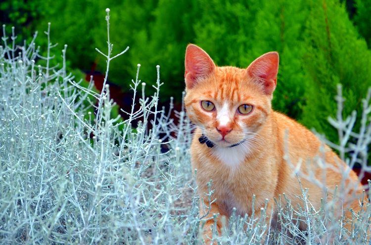 giftfria växter för katter säkra ofarliga sorter som odlar husdjursträdgård som planterar utomhus