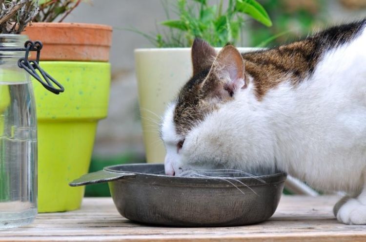 giftfria växter för katter säkra ofarliga sorter husdjur ingen risk blomkruka