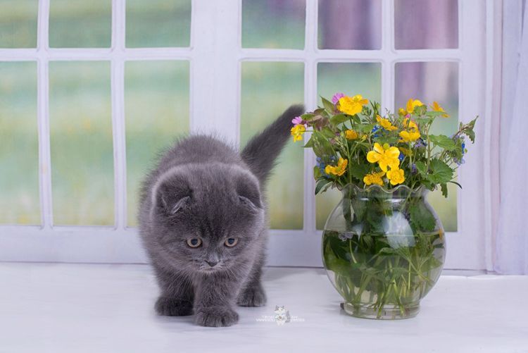 giftfria växter för katter säkra ofarliga blommor små katt vas blommor prästkragar