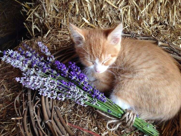 giftfria växter för katter säkra ofarliga blommor liten katt sömn lavendel halm