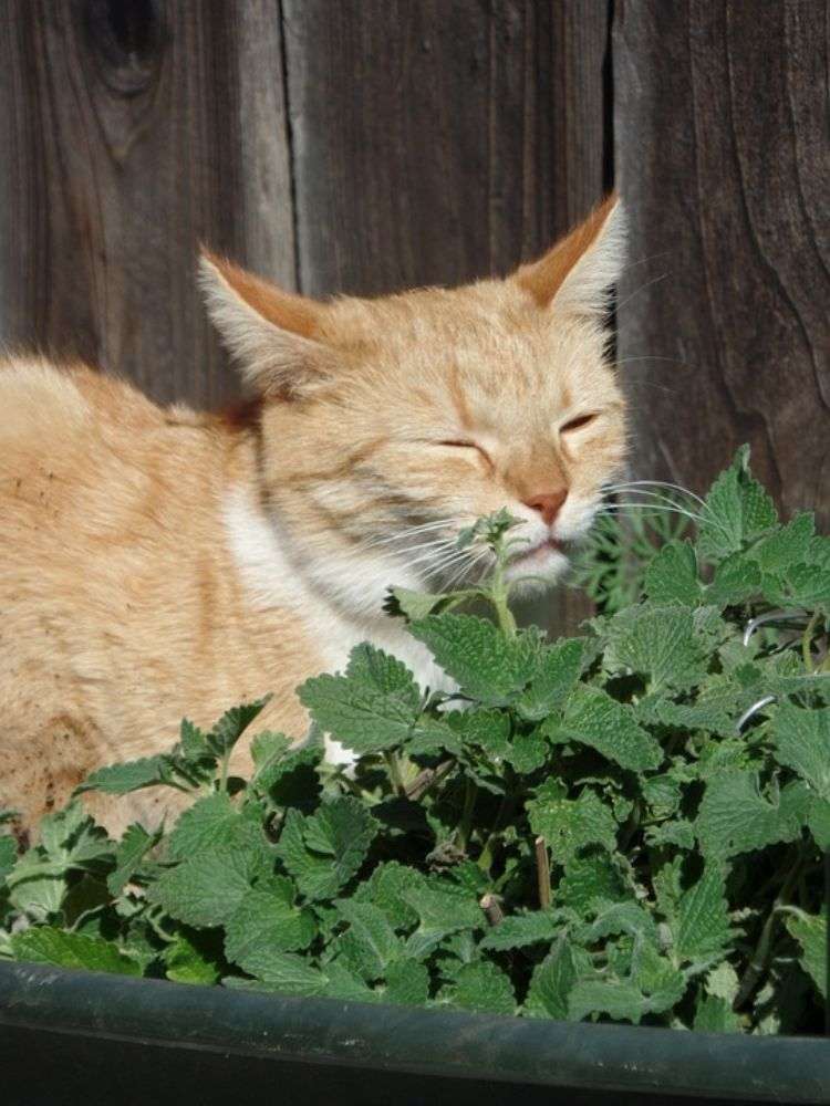 giftfria växter för katter säkra ofarliga sorter husdjur ingen fara vilda växter gräs kattmynta