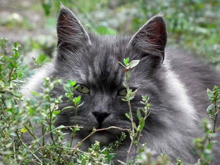 giftfria växter för katter säkra ofarliga arter husdjur ingen fara kattgräs