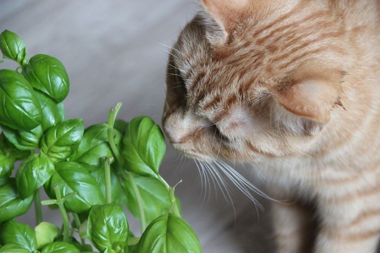 giftfria växter för katter säkra ofarliga örtväxter basilika persilja oregano örter