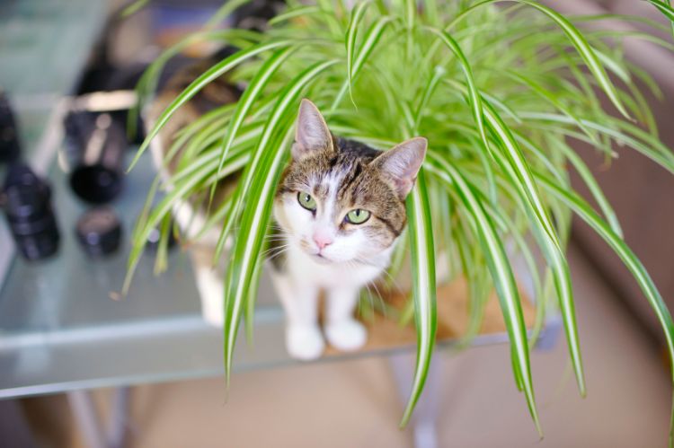 ofarliga sorter husdjur arachnid hängande växt grön lilja katt