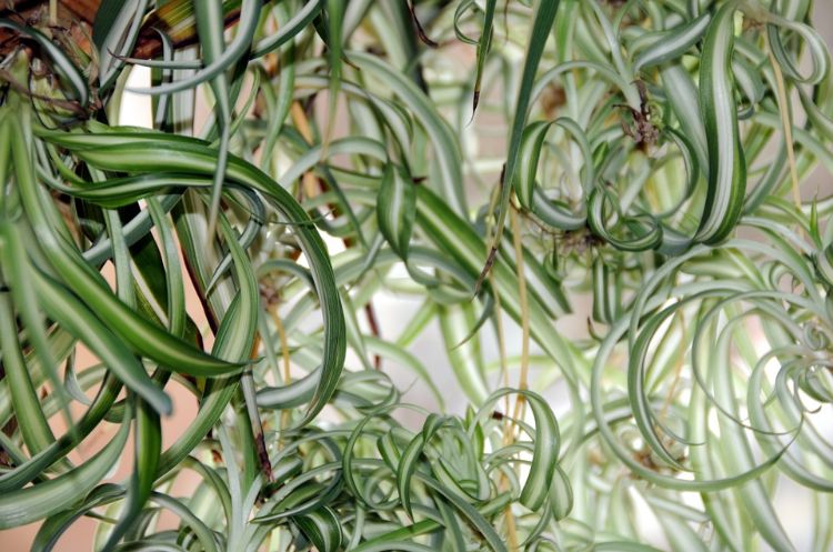 giftfria växter för katter säkra ofarliga sorter husdjur arachnid hängande växt grön lilja