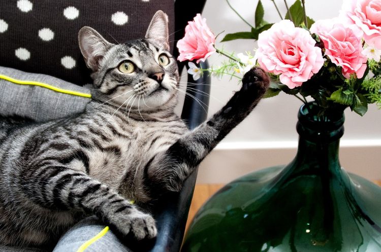 giftfria växter för katter säkra ofarliga arter sällskapsdjur ingen risk utgör vasrosfåtölj