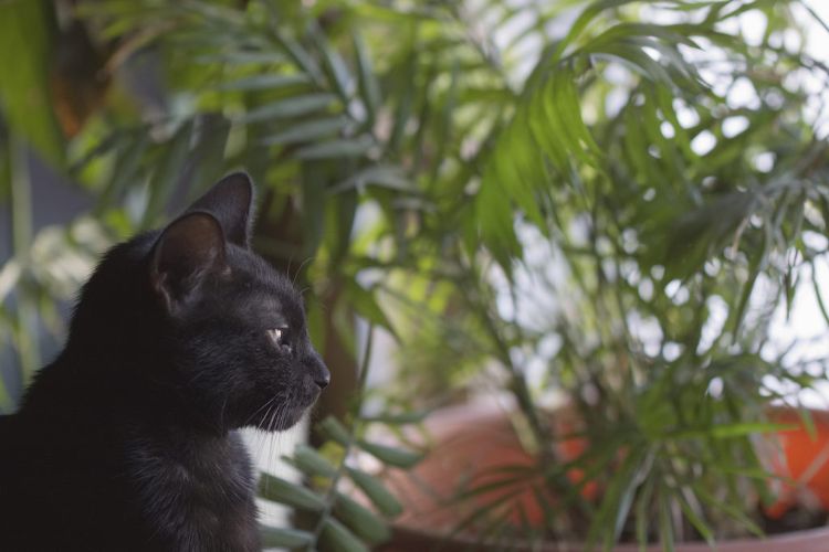 giftfria växter för katter säkra ofarliga palmer svart tomcat