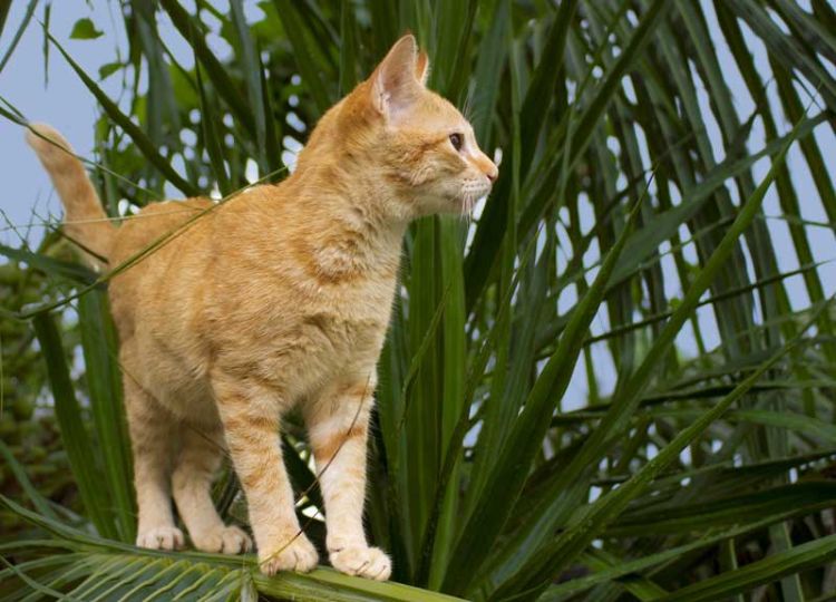 giftfria växter för katter säkra ofarliga sorter av palmer