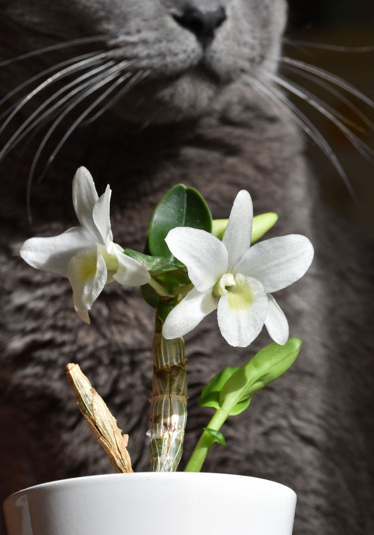 giftfria växter för katter säkra ofarliga arter av månorkidéer