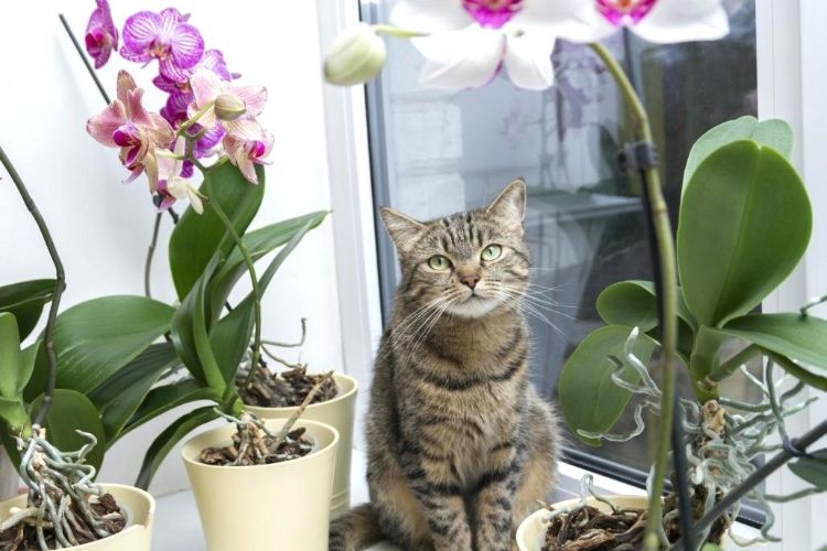 giftfria växter för katter säkra ofarliga sorter sällskapsdjur fönster månen orkidéer