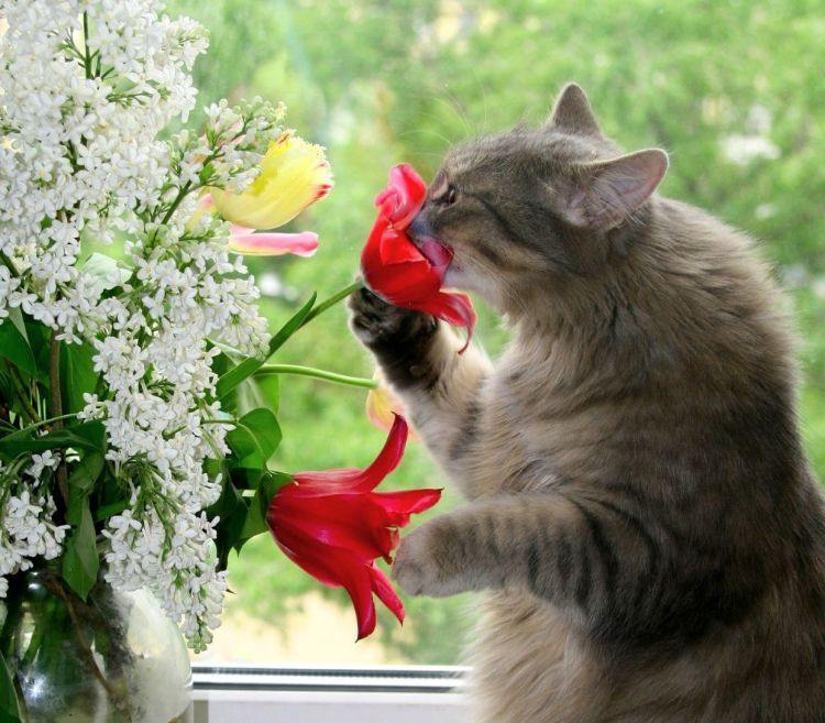 giftfria växter för katter säkra ofarliga sorter sällskapsdjur fönsterliljor luktar