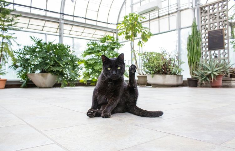 giftfria växter för katter säkra ofarliga sorter husdjur trädgård växa plantering kakel svart tomcat saftiga