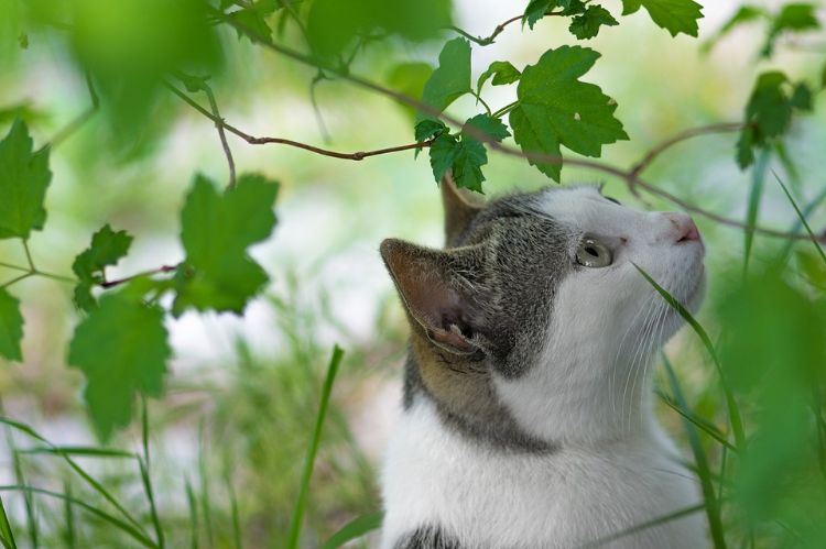 giftfria växter för katter säkra ofarliga sorter husdjur ingen fara vilda växter gräs