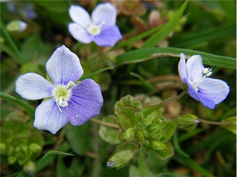 Weed-garden-thread-speedwell-eliminera-tips