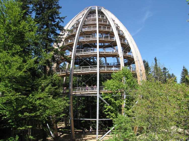 Treetop Walk Bayern Semester Bayerska skogstips