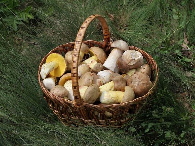 Skogsvampar är lämpliga för personer med brist på jod och innehåller jod för en vegetarisk kost