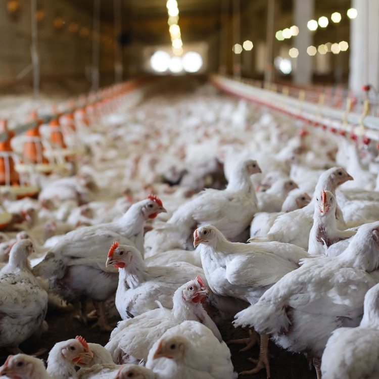 Vita kycklingar uppfödda i en fabrik i bulk